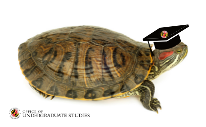 turtle wearing illustrated grad cap